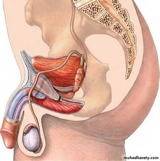 Vasectomy and Immunologic Shifts