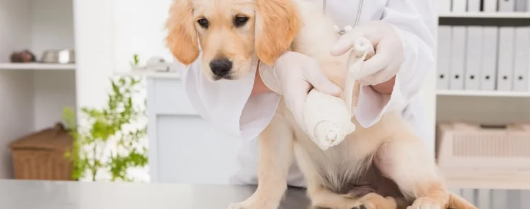 Dog Pathology